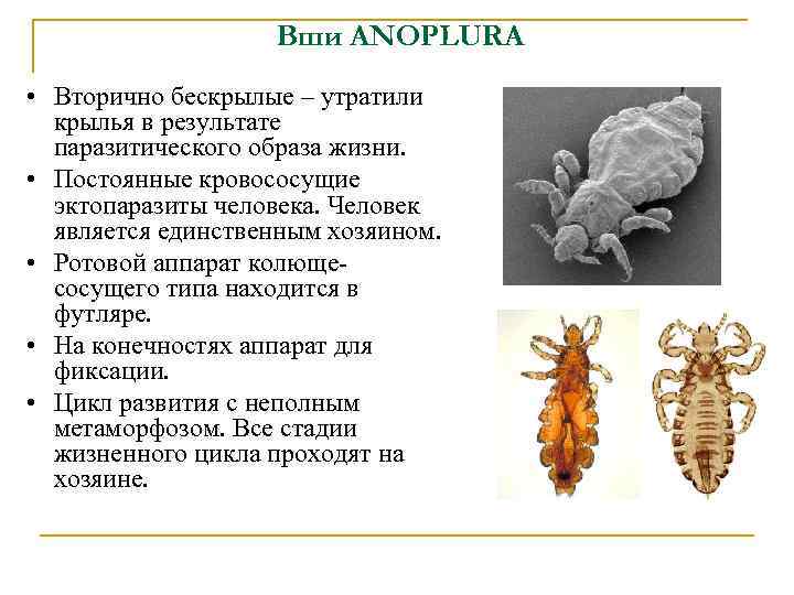 Вши ANOPLURA • Вторично бескрылые – утратили крылья в результате паразитического образа жизни. •