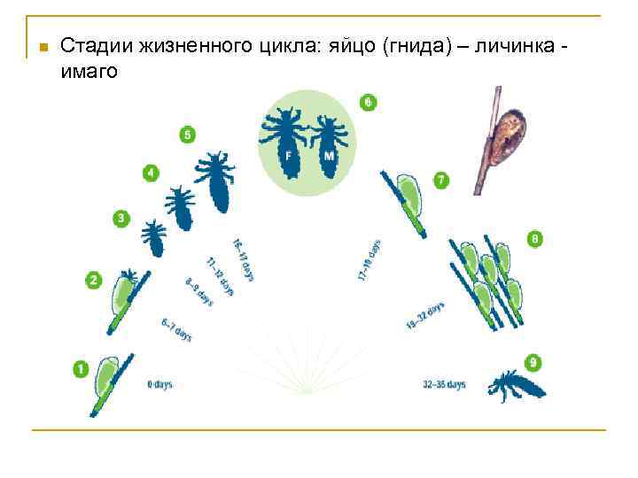  Стадии жизненного цикла: яйцо (гнида) – личинка имаго 