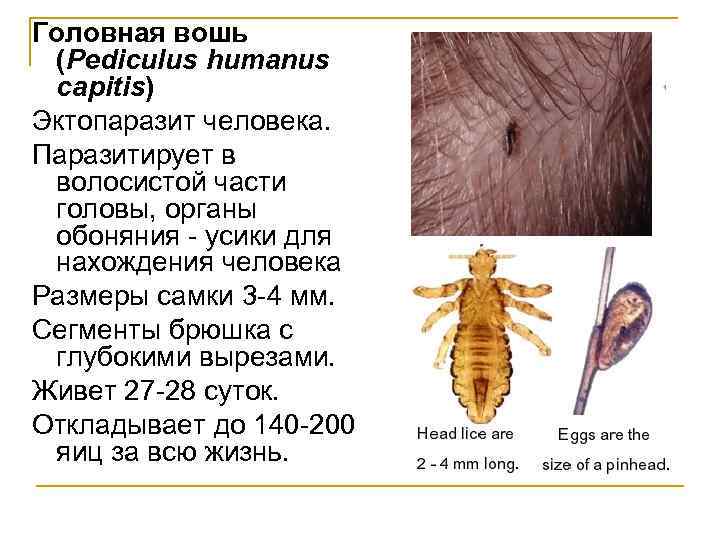 Головная вошь (Pediculus humanus capitis) Эктопаразит человека. Паразитирует в волосистой части головы, органы обоняния