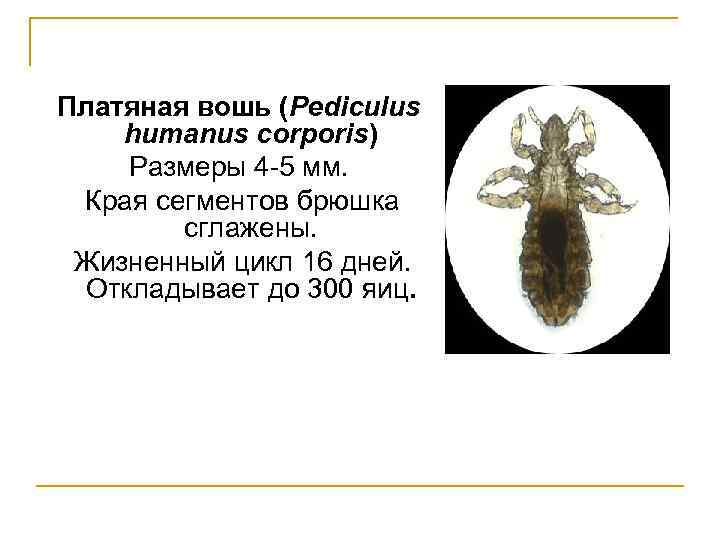 Платяная вошь (Pediculus humanus corporis) Размеры 4 -5 мм. Края сегментов брюшка сглажены. Жизненный