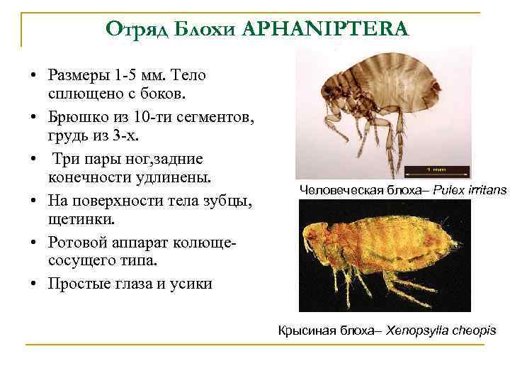 Отряд Блохи APHANIPTERA • Размеры 1 -5 мм. Тело сплющено с боков. • Брюшко