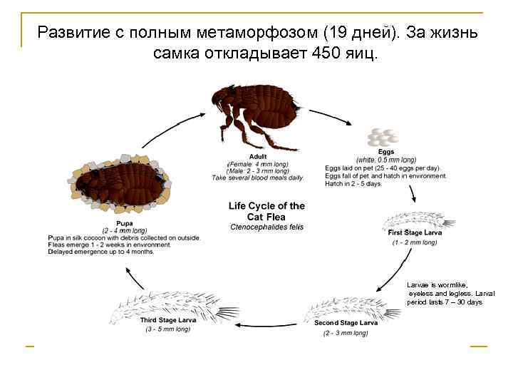 Развитие с полным метаморфозом (19 дней). За жизнь самка откладывает 450 яиц. Larvae is