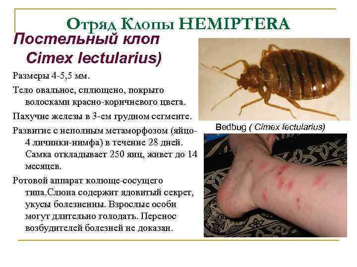 Отряд Клопы HEMIPTERA Постельный клоп Cimex lectularius) Размеры 4 -5, 5 мм. Тело овальное,