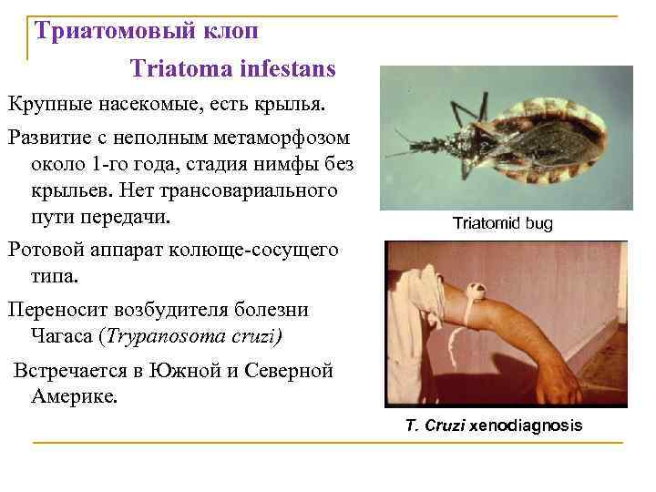 Триатомовый клоп Triatoma infestans Крупные насекомые, есть крылья. Развитие с неполным метаморфозом около 1