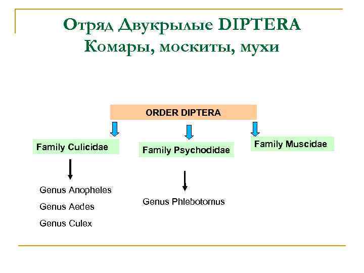 Отряд Двукрылые DIPTERA Комары, москиты, мухи ORDER DIPTERA Family Culicidae Family Psychodidae Genus Anopheles