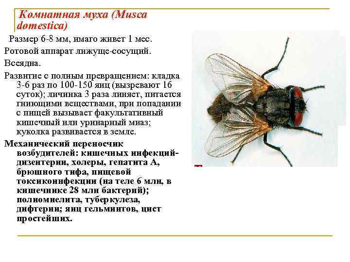 Комнатная муха (Musca domestica) Размер 6 -8 мм, имаго живет 1 мес. Ротовой аппарат