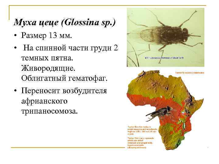 Муха цеце (Glossina sp. ) • Размер 13 мм. • На спинной части груди