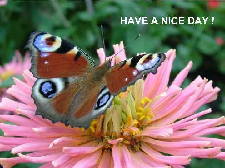 HAVE A NICE DAY ! 