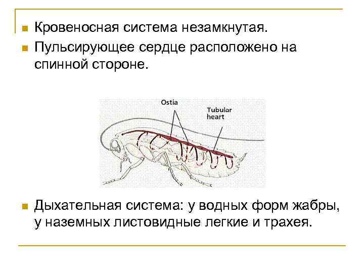  Кровеносная система незамкнутая. Пульсирующее сердце расположено на спинной стороне. Дыхательная система: у водных