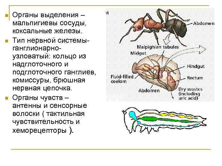  Органы выделения – мальпигиевы сосуды, коксальные железы. Тип нервной системыганглионарноузловатый: кольцо из надглоточного