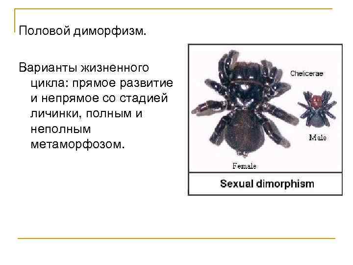 Половой диморфизм. Варианты жизненного цикла: прямое развитие и непрямое со стадией личинки, полным и