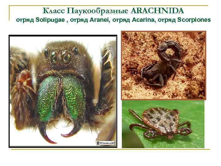 Класс Паукообразные ARACHNIDA отряд Solipugae , отряд Aranei, отряд Acarina, отряд Scorpiones 