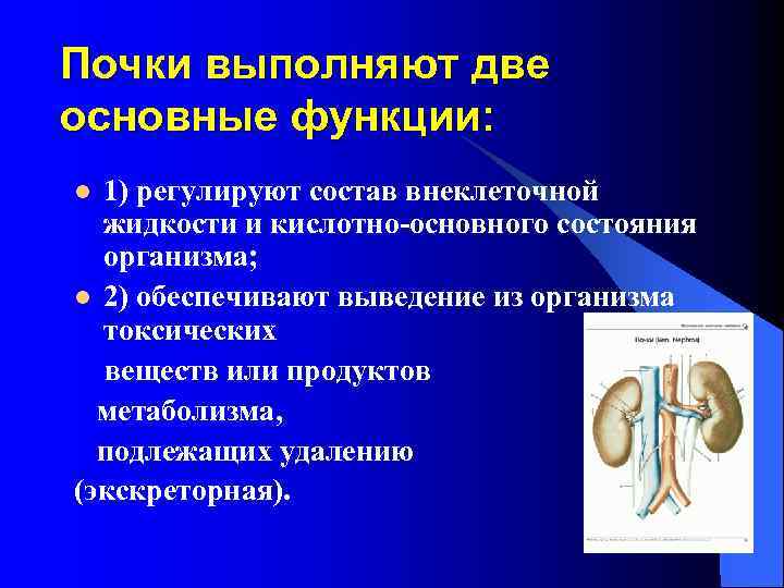 Почки выполняют две основные функции: 1) регулируют состав внеклеточной жидкости и кислотно-основного состояния организма;