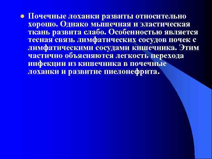 l Почечные лоханки развиты относительно хорошо. Однако мышечная и эластическая ткань развита слабо. Особенностью