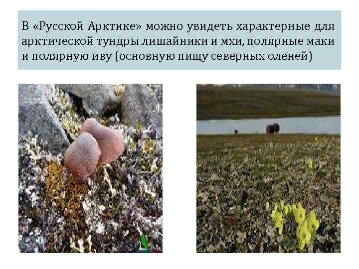 В «Русской Арктике» можно увидеть характерные для арктической тундры лишайники и мхи, полярные маки