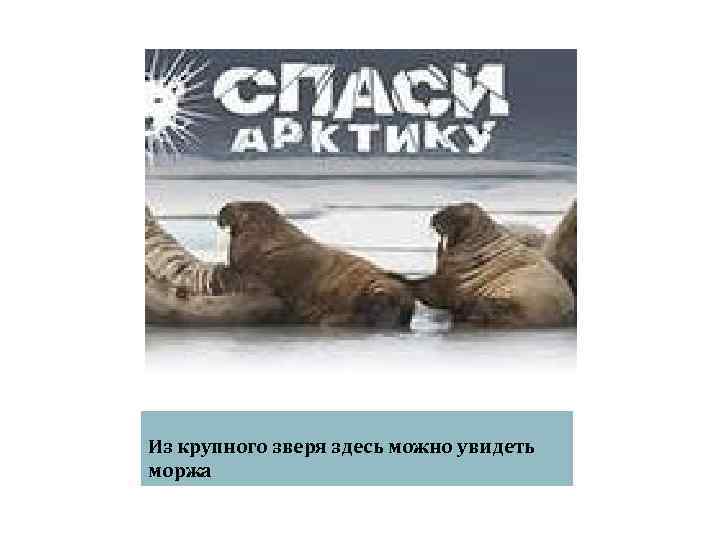 Из крупного зверя здесь можно увидеть моржа 