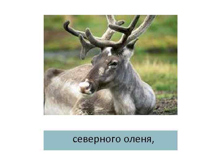 северного оленя, 