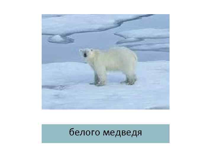 белого медведя 