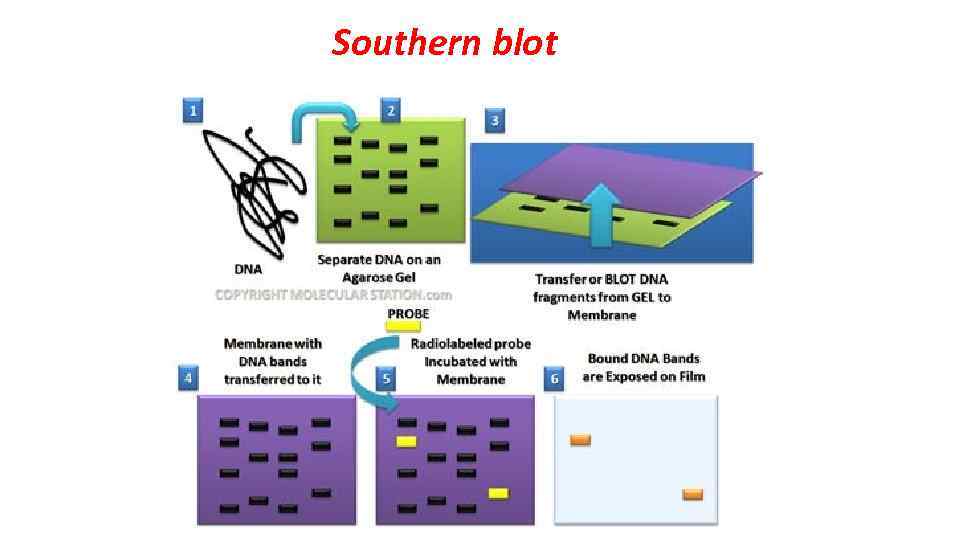 Southern blot 