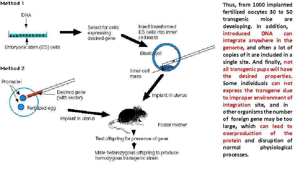 Thus, from 1000 implanted fertilized oocytes 30 to 50 transgenic mice are developing. In