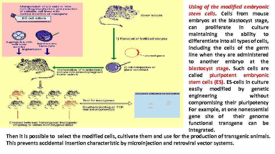 Using of the modified embryonic stem cells. Cells from mouse embryos at the blastocyst