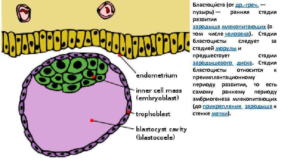 Бластоци ста (от др. -греч. — пузырь) — ранняя стадия развития зародыша млекопитающих (в