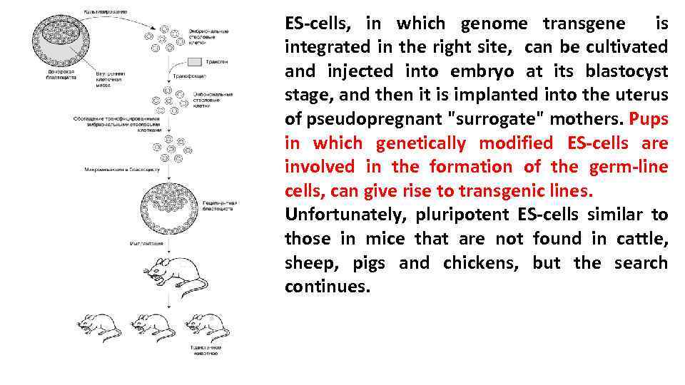 ES-cells, in which genome transgene is integrated in the right site, can be cultivated