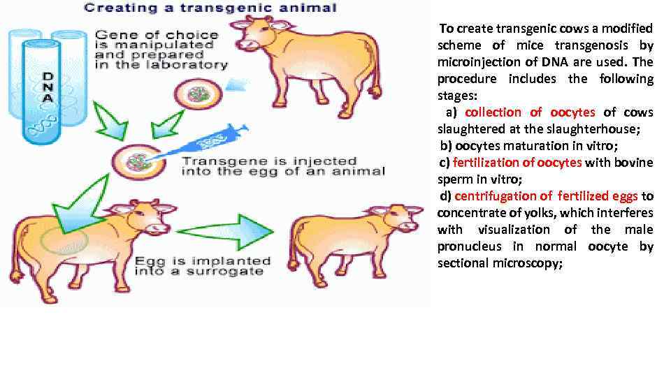  To create transgenic cows a modified scheme of mice transgenosis by microinjection of