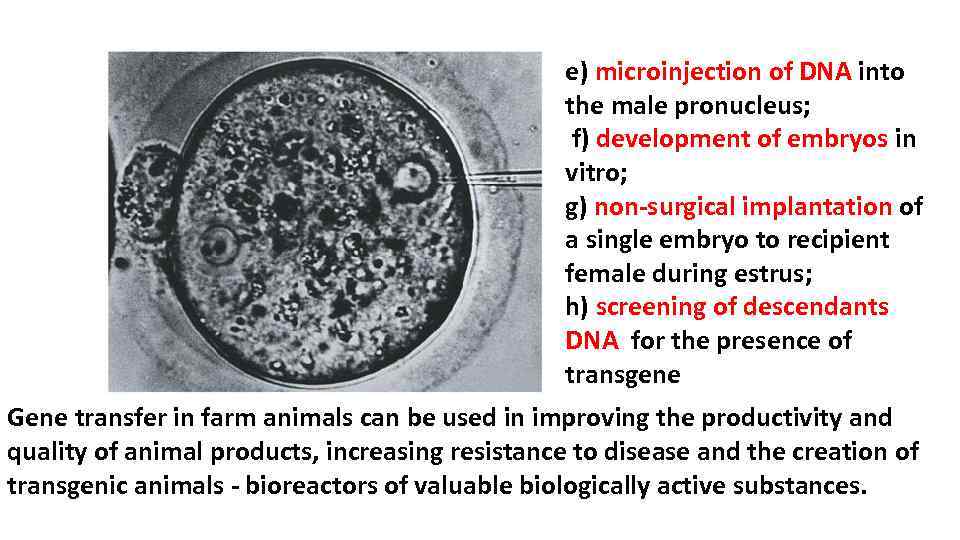 e) microinjection of DNA into the male pronucleus; f) development of embryos in vitro;