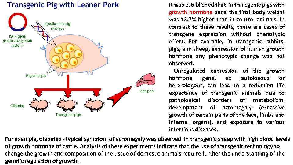 It was established that in transgenic pigs with growth hormone gene the final body