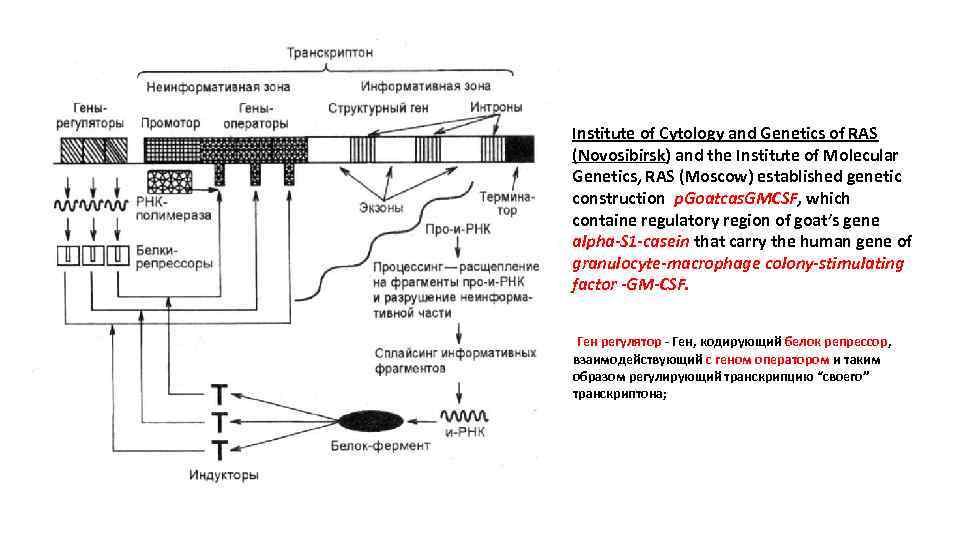 Institute of Cytology and Genetics of RAS (Novosibirsk) and the Institute of Molecular Genetics,