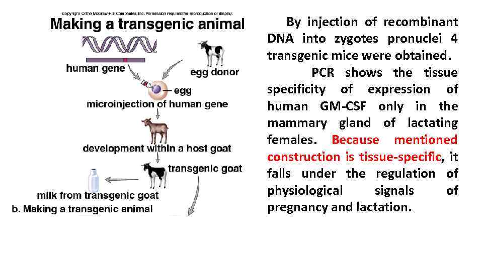  By injection of recombinant DNA into zygotes pronuclei 4 transgenic mice were obtained.