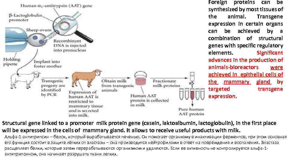 Foreign proteins can be synthesized by most tissues of the animal. Transgene expression in