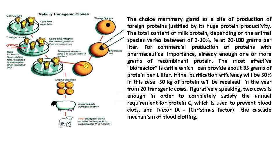 The choice mammary gland as a site of production of foreign proteins justified by