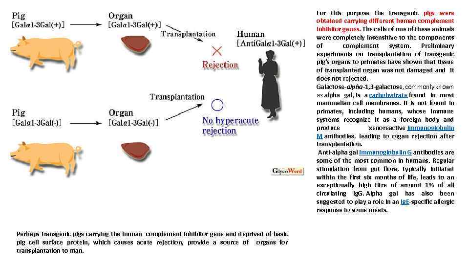 For this purpose the transgenic pigs were obtained carrying different human complement inhibitor genes.