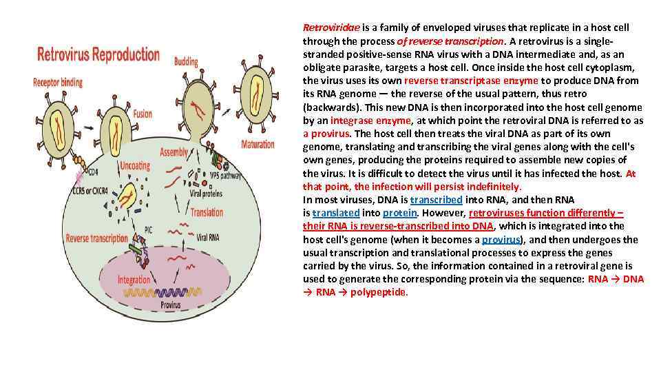 Retroviridae is a family of enveloped viruses that replicate in a host cell through