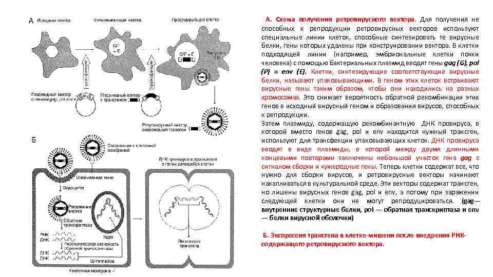  А. Схема получения ретровирусного вектора. Для получения не способных к репродукции ретровирусных векторов