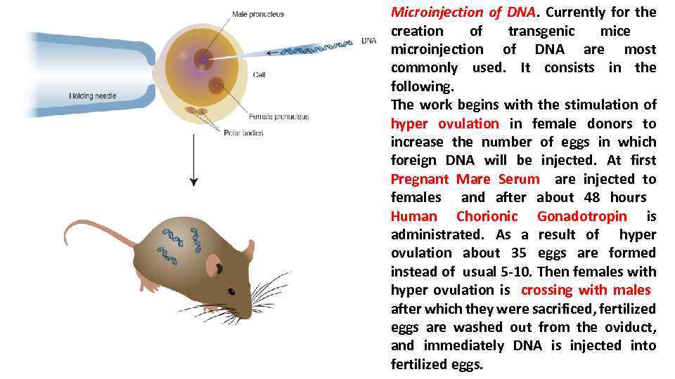 Microinjection of DNA. Currently for the creation of transgenic mice microinjection of DNA are