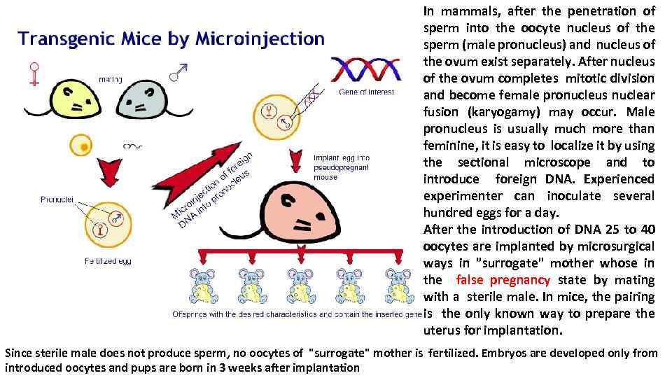 In mammals, after the penetration of sperm into the oocyte nucleus of the sperm