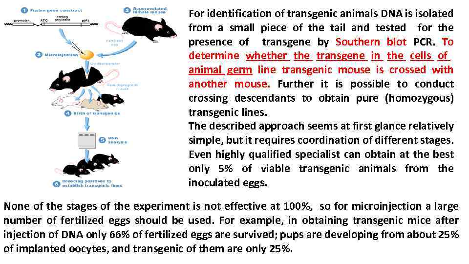 For identification of transgenic animals DNA is isolated from a small piece of the