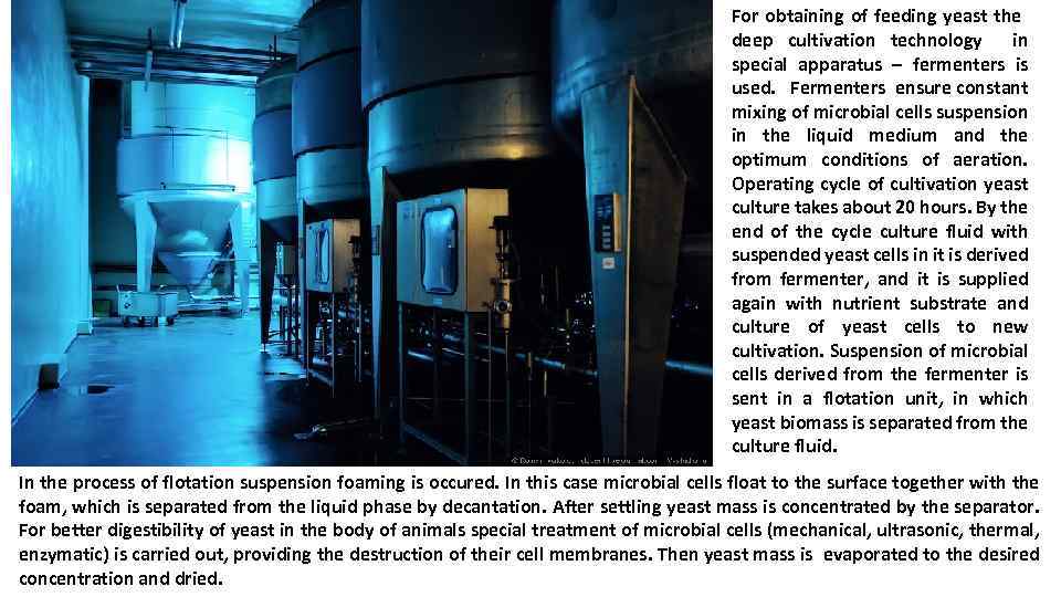 For obtaining of feeding yeast the deep cultivation technology in special apparatus – fermenters