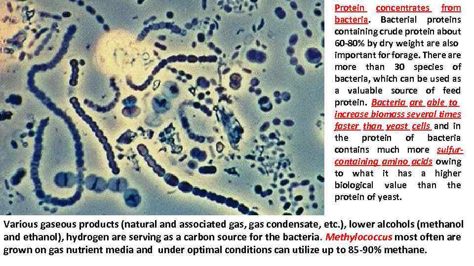 Protein concentrates from bacteria. Bacterial proteins containing crude protein about 60 -80% by dry