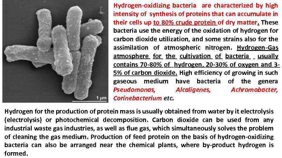 Hydrogen-oxidizing bacteria are characterized by high intensity of synthesis of proteins that can accumulate