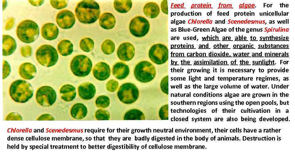 Feed protein from algae. For the production of feed protein unicellular algae Chlorella and