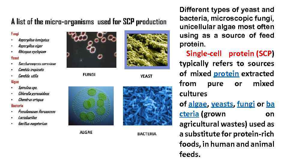 Different types of yeast and bacteria, microscopic fungi, unicellular algae most often using as