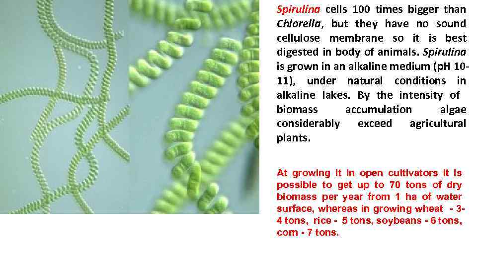 Spirulina cells 100 times bigger than Chlorella, but they have no sound cellulose membrane