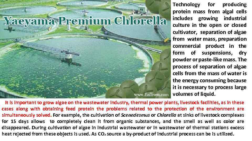 Technology for producing protein mass from algal cells includes growing industrial culture in the