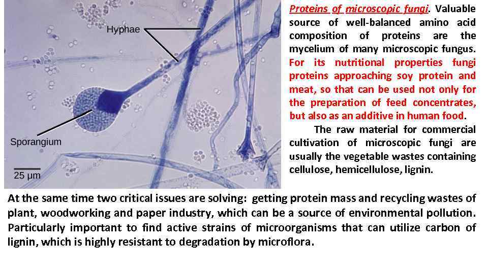 Proteins of microscopic fungi. Valuable source of well-balanced amino acid composition of proteins are