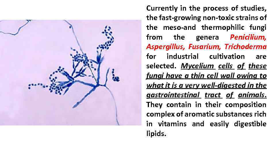 Currently in the process of studies, the fast-growing non-toxic strains of the meso-and thermophilic