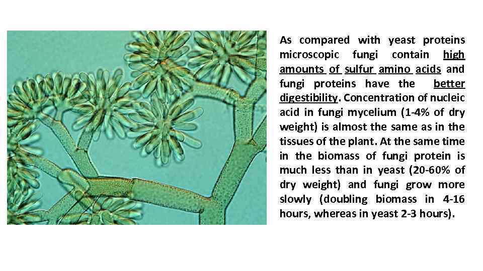 As compared with yeast proteins microscopic fungi contain high amounts of sulfur amino acids